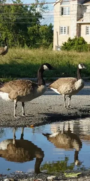 THNX Cleaning Services in Oakwood, Staten Island